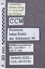 Etikette zu Pectocera babai (NHMW-ZOO-COL-0010745)